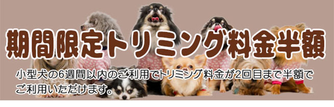 カットモデル犬募集